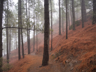 Fototapeta premium Moody pine forest trail covered with needles - Vertical view of a hiking path winding up a steep, misty hillside covered in vibrant orange-red pine needles.