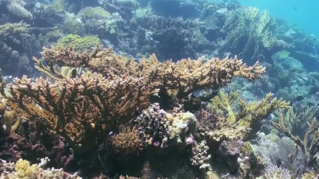 Immerse yourself in a vibrant underwater ecosystem. Ancient coral structures, both branching and stony, teem with life under the gentle midday sun.