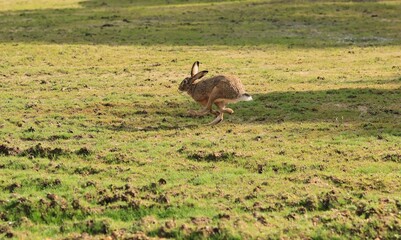 Beau lièvre qui s'échappe bien vite d'un taillis lorsqu'il entend les chiens de chasse arriver. © Cécile
