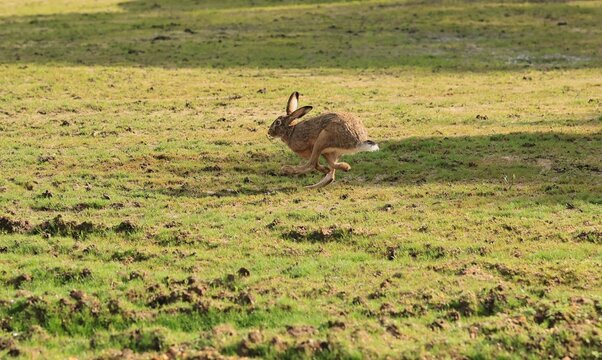 Beau li&egrave;vre qui s'&eacute;chappe bien vite d'un taillis lorsqu'il entend les chiens de chasse arriver.
