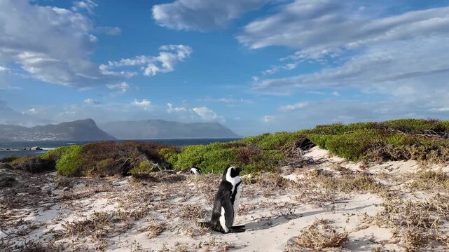 Simon's Town western Cape South Africa. 06.02.2026. Video. A large group of black and white penguins congregates on a sandy and rocky beach, with the deep blue sea and a dramatic sky overhead