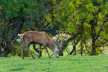 a deer relaxing in a green meadow