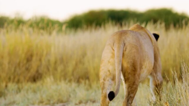 Beautiful close up of a female lioness panthera leo in savanah of Botswana South Africa