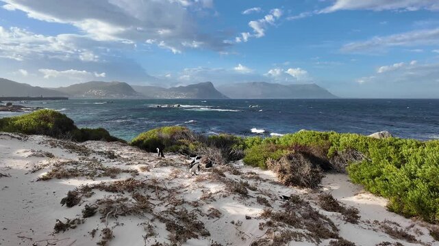 Simon's Town western Cape South Africa. 06.02.2026. Video. A large group of black and white penguins congregates on a sandy and rocky beach, with the deep blue sea and a dramatic sky overhead