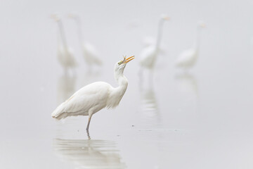 Great Egret Swallowing a Fish in Misty Water, Minimalist View