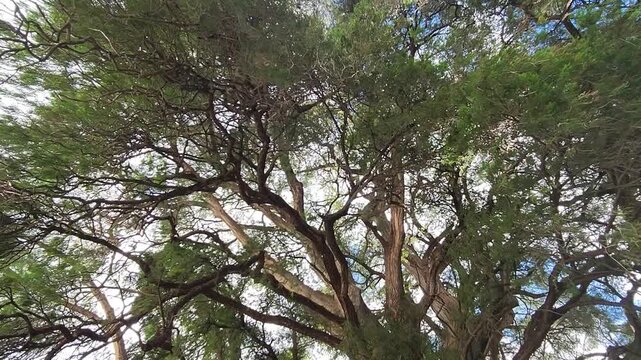 Foliage and branches of the Ahuehuete tree seen from below with the sky in the background