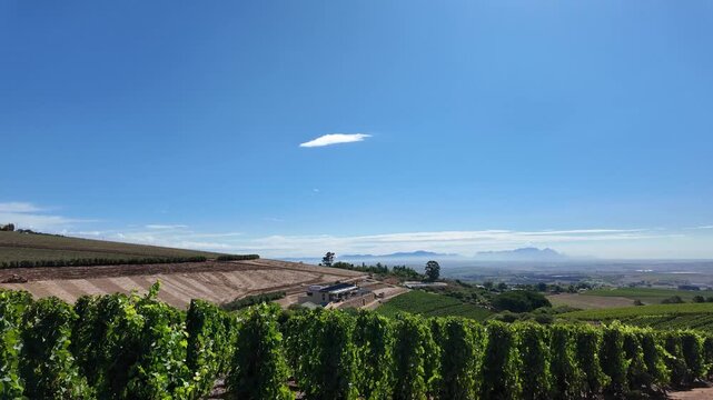 Somerset West South Africa. 06.02.2026, Video. This stunning vineyard scene on the slopes of Helderberg mountain showcases lush green vines and majestic mountains of Cape Peninsula in the background