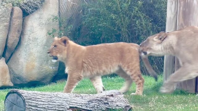 🦁❤️ Lion Mom & Dad with Their Little Cub &ndash; Pure Wild Love! 🌿✨