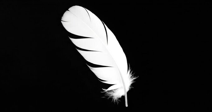 White Feather Floating on Black Background.