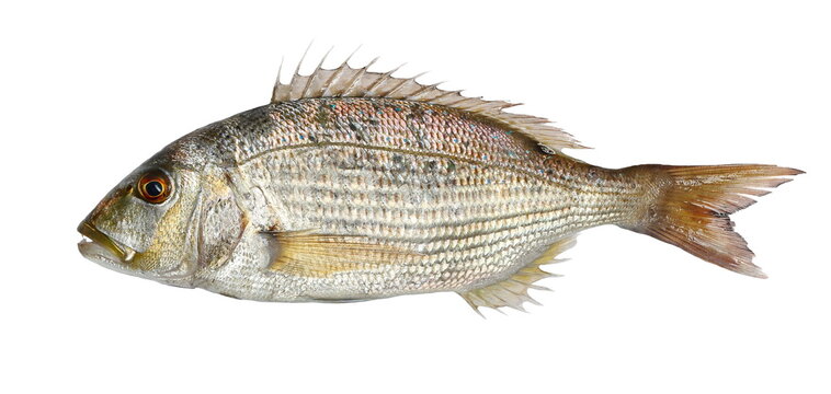 Dentex Dentex fish isolated in white background, clipping