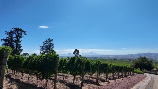 Somerset West South Africa. 06.02.2026, Video. This stunning vineyard scene on the slopes of Helderberg mountain showcases lush green vines and majestic mountains of Cape Peninsula in the background