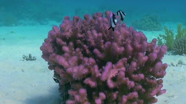 Small striped fish, likely banded humbug damselfish, elegantly navigate a vibrant purple stony coral formation on a bright sandy ocean floor.