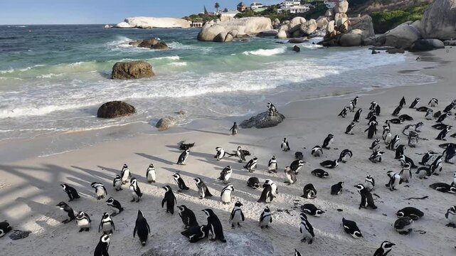 Simon's Town western Cape South Africa. 06.02.2026. Video. A large group of black and white penguins congregates on a sandy and rocky beach, with the deep blue sea and a dramatic sky overhead