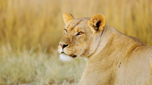 An injured female lioness siting and roaring in Savanah of Botswana South Africa