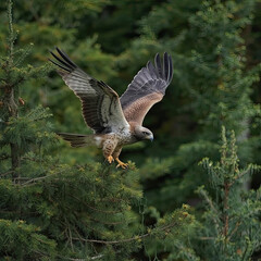Fototapeta premium Brown eagle landing on pine tree branch in flight