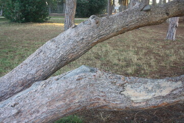Fototapeta premium old tree trunk