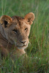 Naklejka premium Lions in Africa