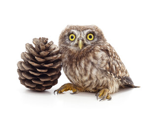 Fototapeta premium Small owl sitting next to a pine cone.
