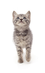 Fototapeta premium Grey tabby kitten looking up.