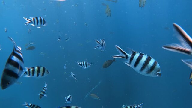 Sergeant Major Fish Swimming Curiously Toward Camera Lens