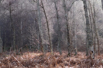Sunlight shining through birch woodland in winter