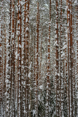 Obraz premium Winter snow-covered forest