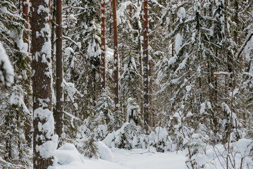 Fototapeta premium Winter snow-covered forest