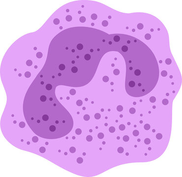 leuckocytes neutrophil medical, immune
