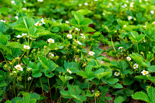 Strawberry plant. Blossoming of strawberry. Wild stawberry bushes. Strawberries in growth at garden.