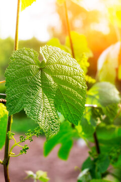Grapes leaves in a vineyard. Grape leaves. A green vine grape leaf close-up in a blurry foliage background.