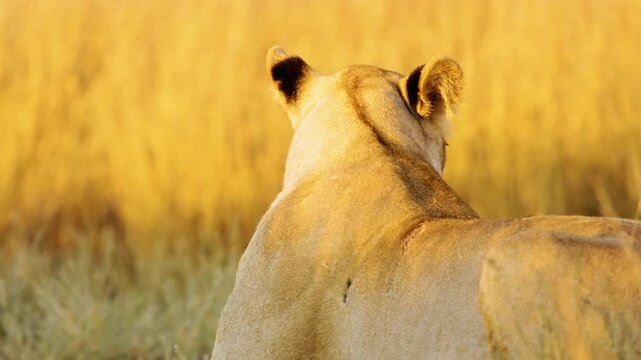 Close up of back of a panthera leo lioness sitting in Savanah of Botswana, South Africa 