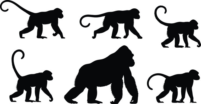 Monkey silhouettes, gorilla silhouette, primate illustration, animal comparison, wildlife vector, jungle creatures, evolutionary differences, tail presence, ape versus monkey, zoology design