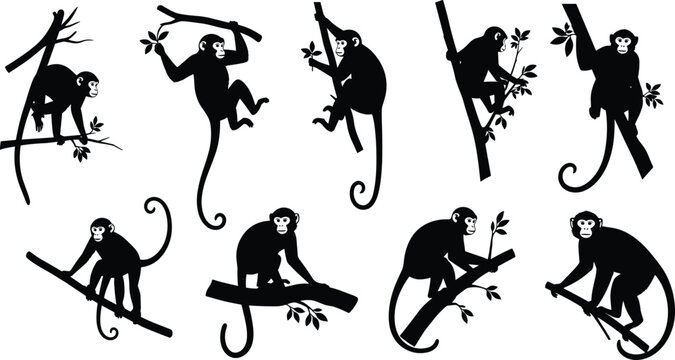 Monkey silhouettes collection, climbing animal vector, jungle wildlife icons, primate outline set, tree branch poses, nature design, black silhouette art