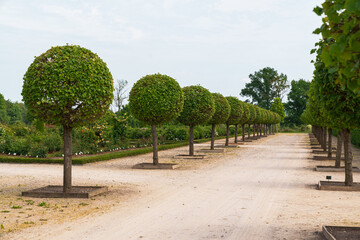 Symmetrical tree row lines a gravel path. Bright blue sky frames the serene garden. Lush green foliage offers texture and life. Perfect for luxury, nature, or travel themes © vip-photoworld