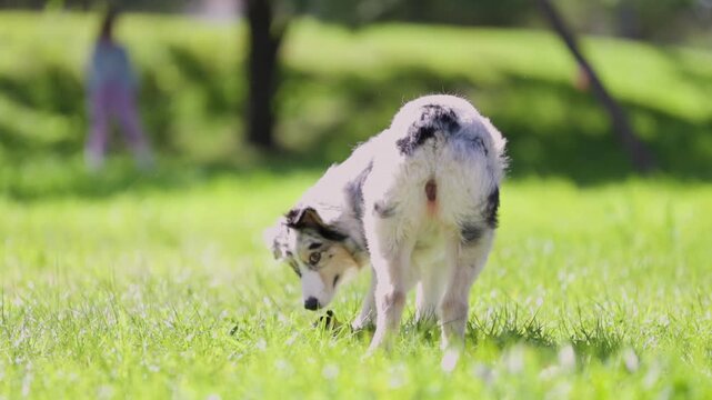Two playful dogs running and chasing a ball in a park