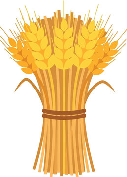 Vector illustration of golden wheat sheaf bundle isolated on white background for harvest and agriculture design