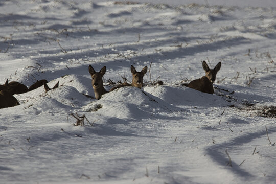 Rehe im Winter auf schneebedecktem Feld