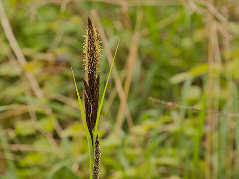 flowering lesser pond sedge plant in the marsh - carex acutiformis 
