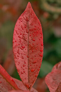 Red leaf of mountain doghobble with raindrops - Leucothoe fontanesiana