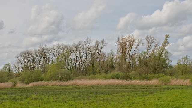 Marsh landscape with reed and spring tree in Bourgoyen nature reserve, Ghent, Flanders, Belgium 