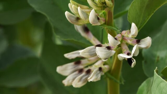 Detailed view of fava bean flowers with dark markings blooming among green foliage. High quality 4k footage