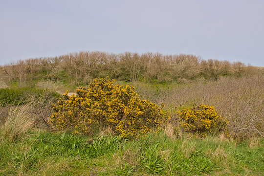 Dune landscape with yellow flowering gorse bushes along the north sea coast in Ostend, Flanders, Belgium 
