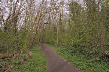 Obraz premium Hiking trail through a dune forest on a spring day in the flemish countryside. 