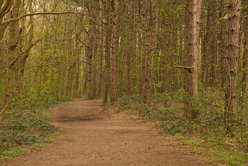 Fototapeta premium iking trail through a spring forest in Knokke, Flanders, Belgium 