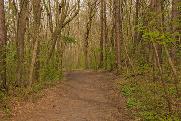 Obraz premium hiking trail through a spring forest in Knokke, Flanders, Belgium 