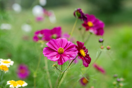 Leuchtend pinke Cosmea im Garten &ndash; Cosmos bipinnatus zarte Bl&uuml;ten im Sommer