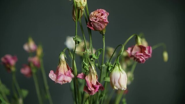 Fading pink and white lisianthus flowers slowly withering and drooping in vase against dark background, symbolizing passage of time, fragility of life, and beauty of decay. Dying lisianthus flowers