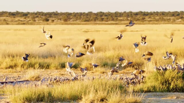 A flock of Eurasian collared dove gathered near a waterhole in Savanah of Botswana South Africa
