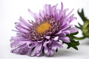 Fototapeta premium A close-up view of a purple flower with yellow center and green leaves on a white surface