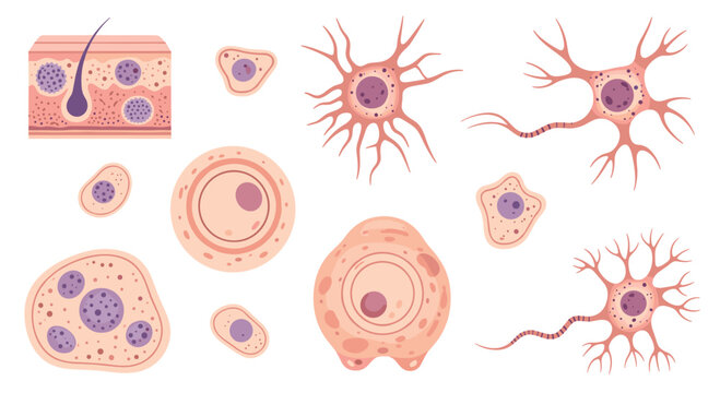 An illustrative collection of various human cells and skin layers, including detailed neurons and amoeba-like structures, is presented on a clean, light background.